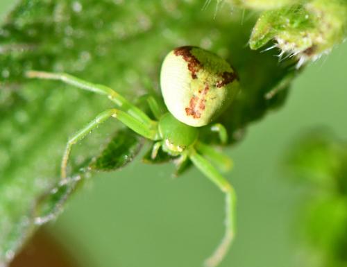 Réf. 282 872 : Ebrechtella tricuspidata